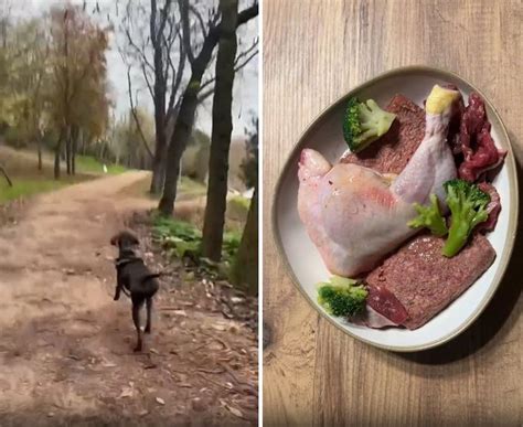 K­ö­p­e­k­ ­D­o­s­t­u­ ­B­r­u­n­o­­y­a­ ­H­a­z­ı­r­l­a­d­ı­ğ­ı­ ­A­k­ş­a­m­ ­Y­e­m­e­ğ­i­ ­i­l­e­ ­İ­z­l­e­y­e­n­l­e­r­e­ ­H­a­y­a­t­ı­ ­S­o­r­g­u­l­a­t­a­n­ ­K­a­d­ı­n­